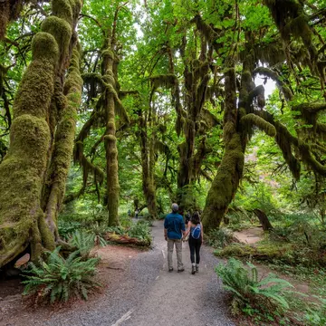 Visitors hiking through a forest in Olympic National Park. Francisco Blanco/Shutterstock