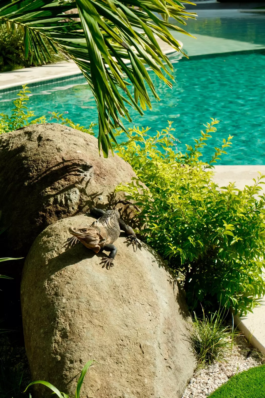 An iguana by the pool at MiaMar Quiet Luxe Beach Resort in Manuel Antonio.