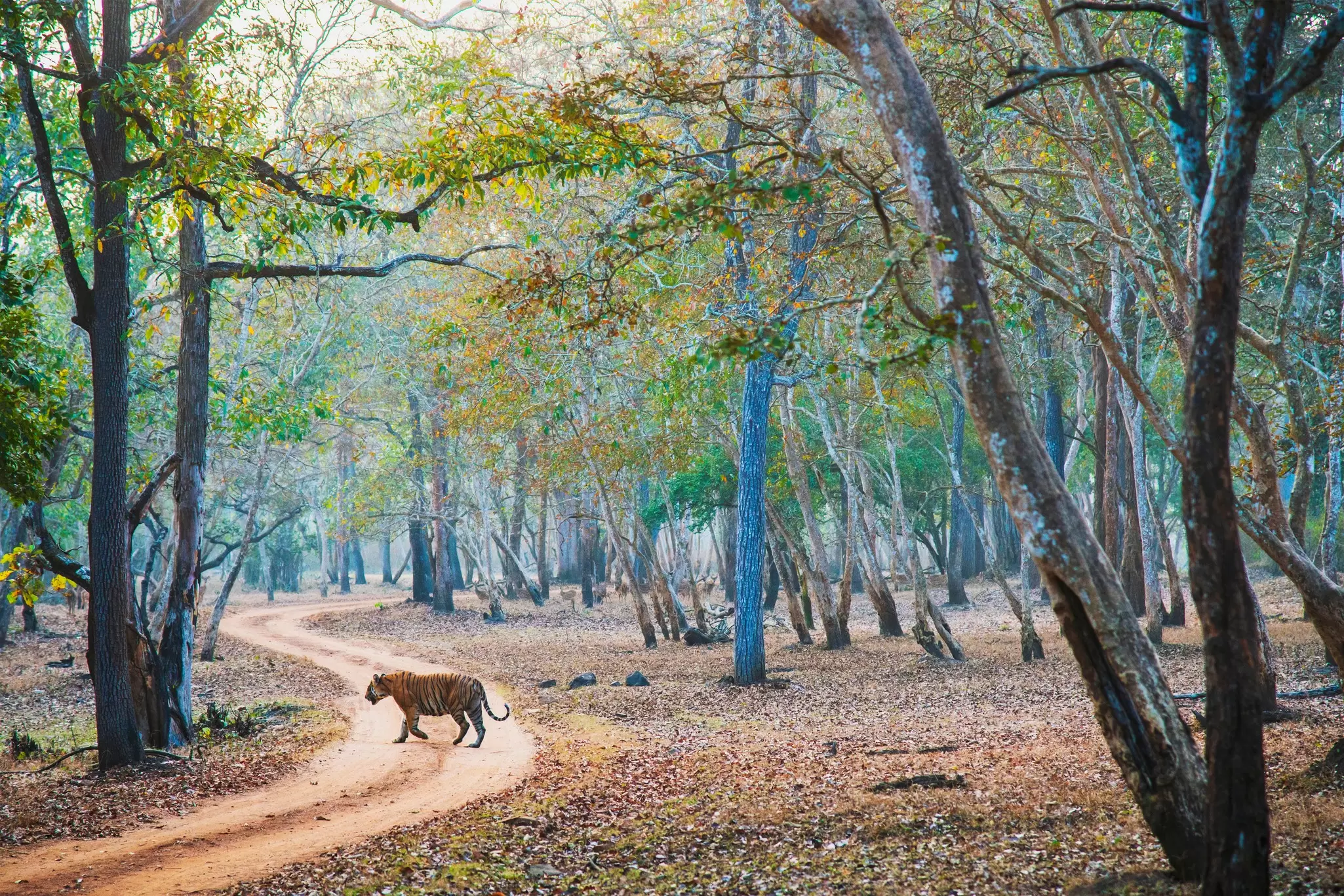 A tiger walks across a dirt road in a forest in early morning.