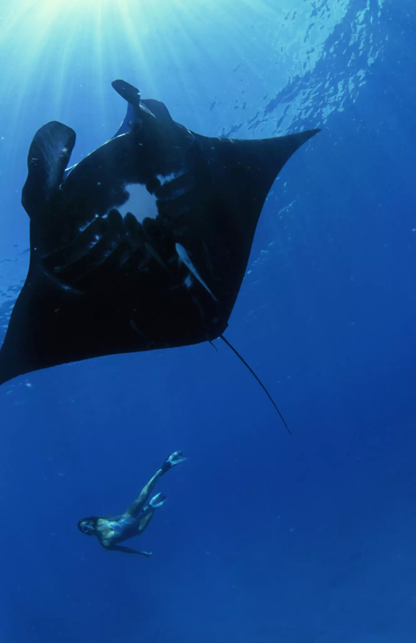 A woman wearing a snorkel swims below a large ray in the deep blue of the ocean.