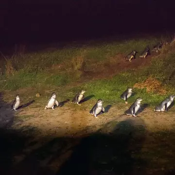 Penguin parade, Phillip Island, Melbourne. - stock photo
Australia
