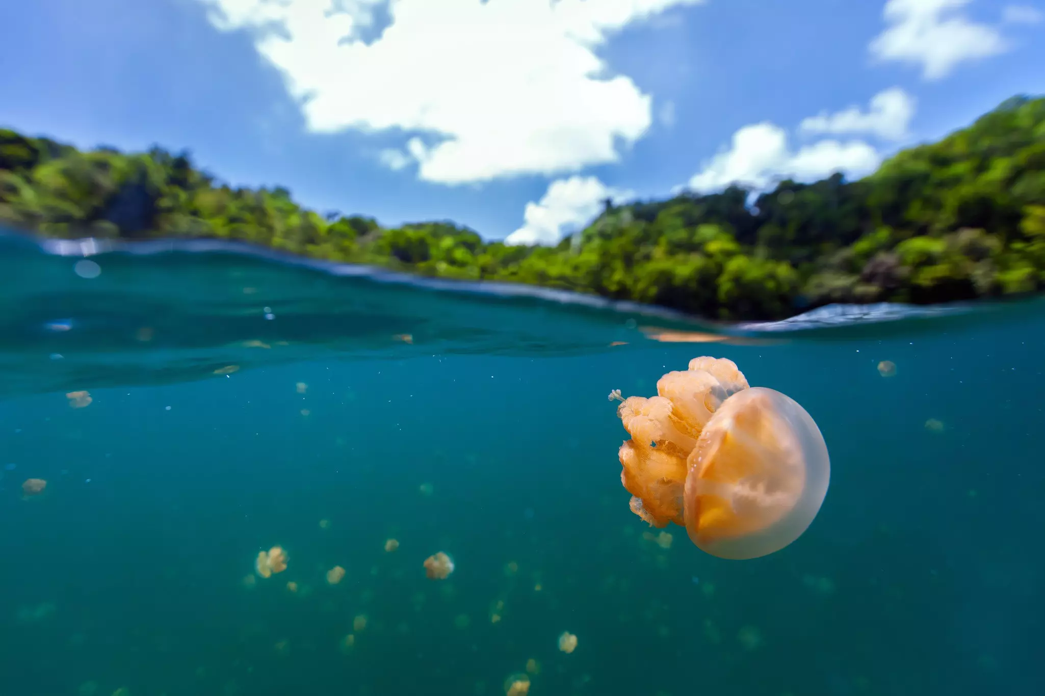 Photo of endemic golden jellyfish in Jellyfish Lake in Palau, with green hills above the water.