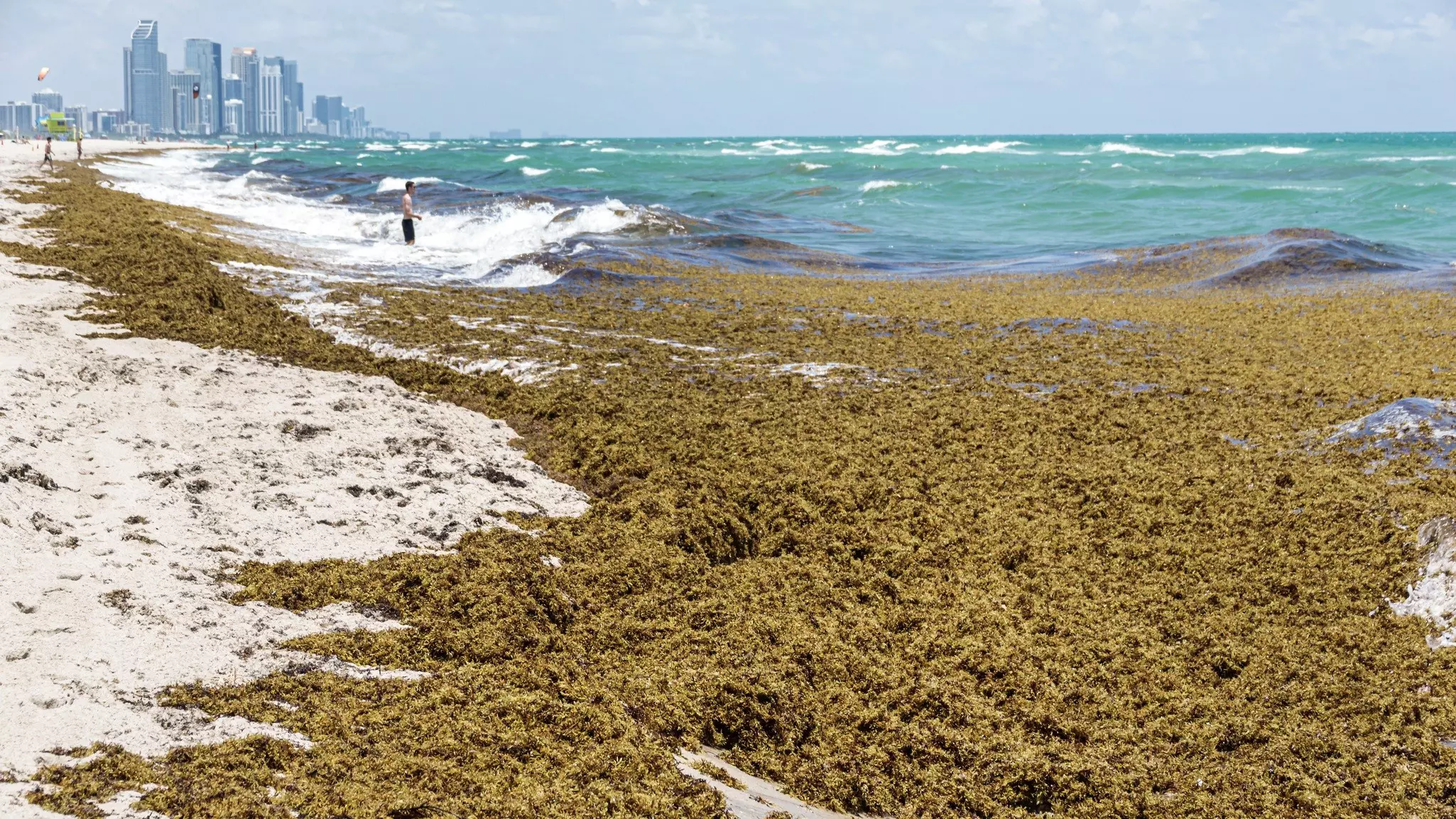 When clumps of sargassum seaweed wash ashore, they start decomposing – leading to unpleasant odors © Jeffrey Greenberg / Universal Images Group via Getty Images