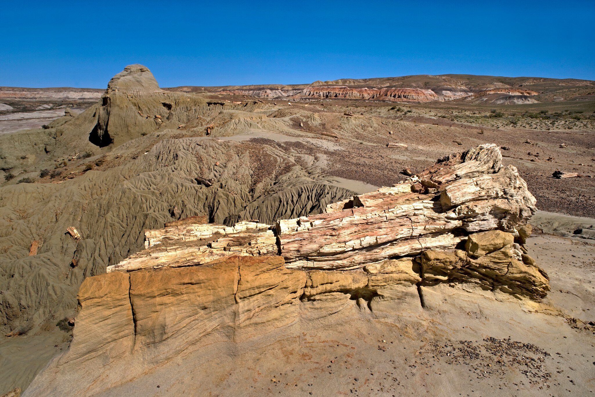 Tree trunks and wood chips at the The Petrified Forest near Sarmiento, Patagonia, Argentina.
