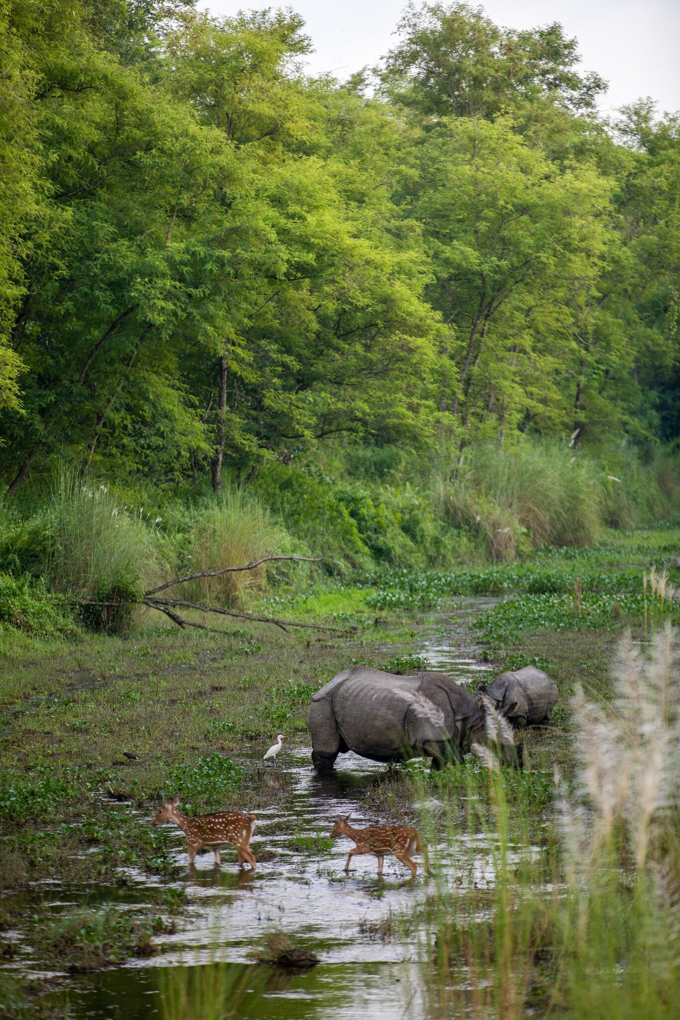 Two grey rhinos and two spotted deer crossing shallow water in a grassy marsh, an egret nearby and tall green trees behind