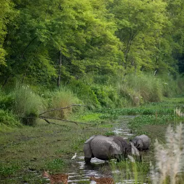 Two grey rhinos and two spotted deer crossing shallow water in a grassy marsh, an egret nearby and tall green trees behind