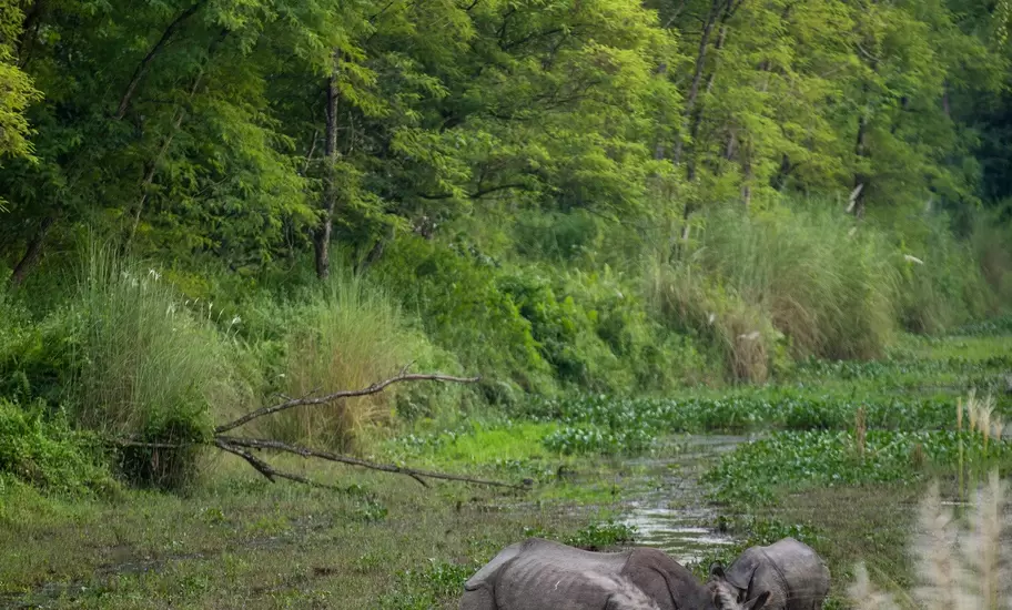 Two grey rhinos and two spotted deer crossing shallow water in a grassy marsh, an egret nearby and tall green trees behind
