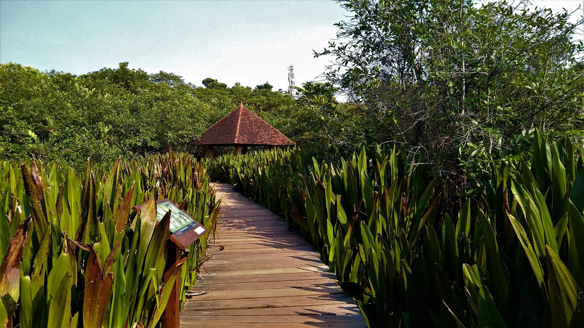 A wooden boardwalk through a wetland, with information signs, leads to a shelter.