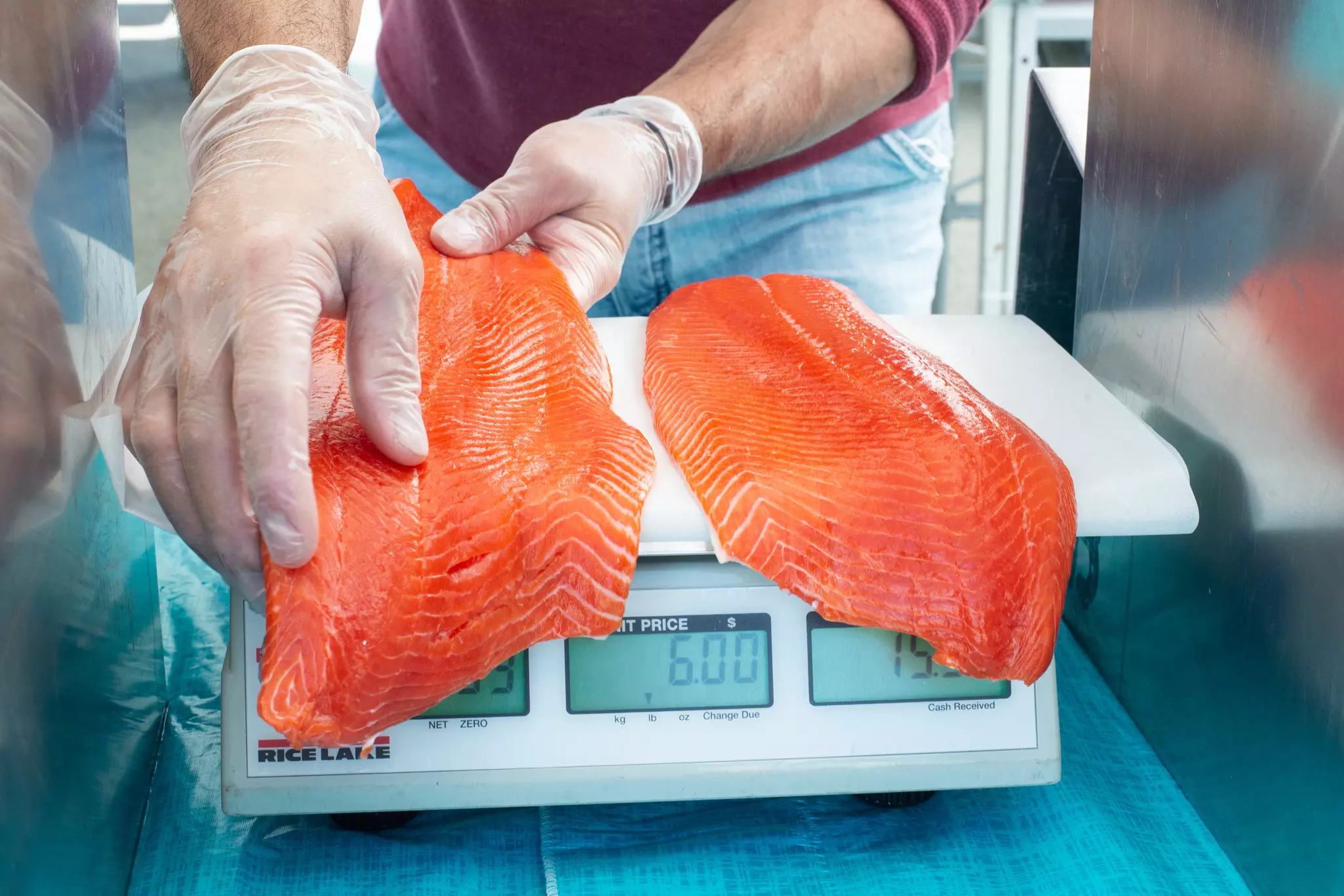 Close up of gloved hands weighing fillets of salmon in Alaska.
