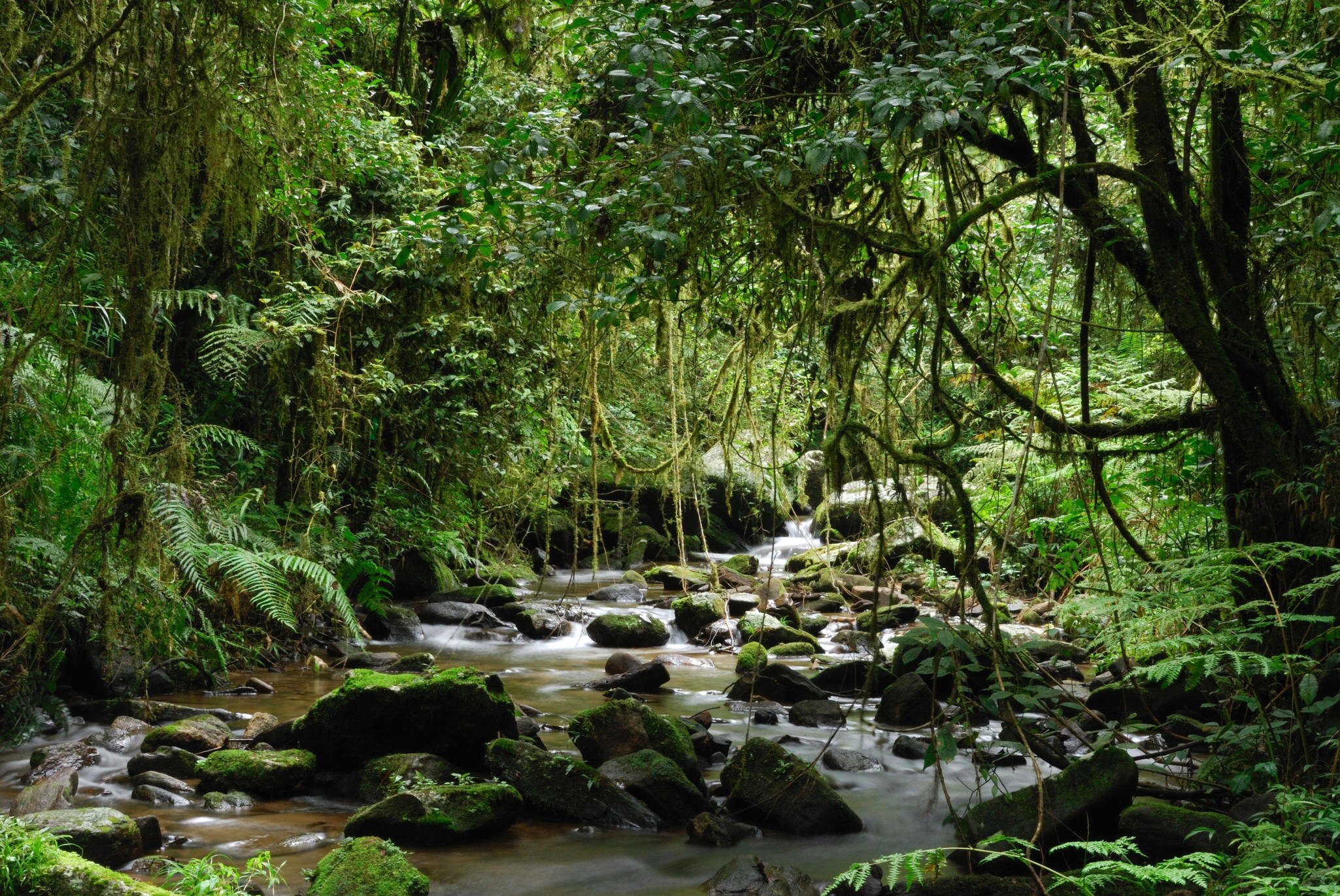 A shallow stream threading between moss-covered boulders in dense rainforest, tree ferns and hanging lianas crowding the banks beneath a closed green canopy.