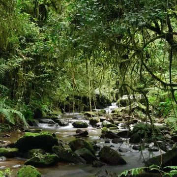 A shallow stream threading between moss-covered boulders in dense rainforest, tree ferns and hanging lianas crowding the banks beneath a closed green canopy.