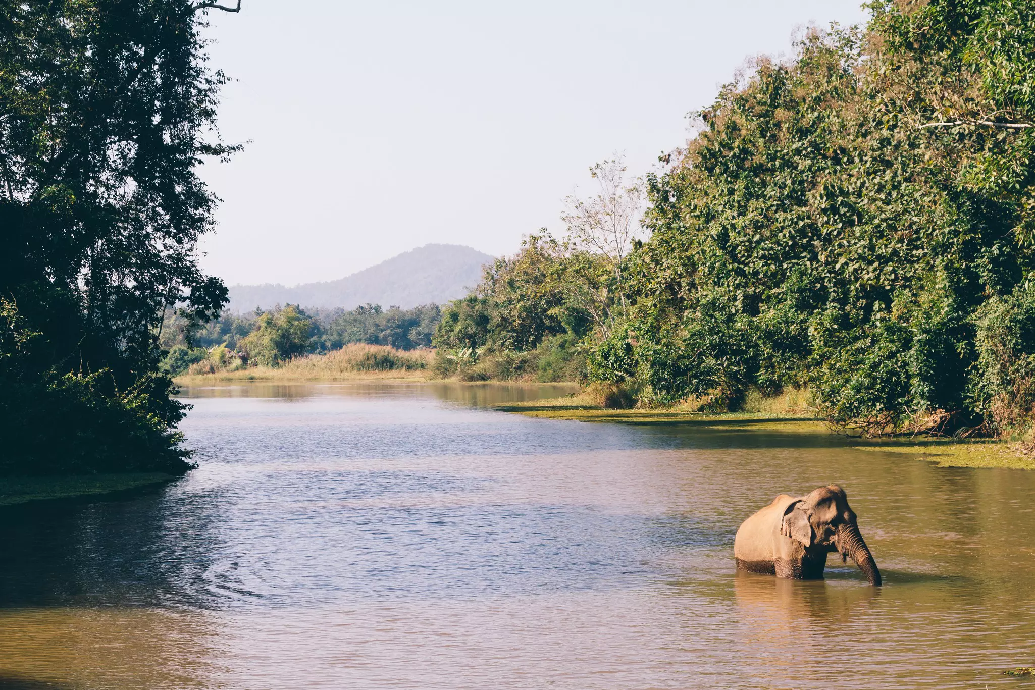 An Asian elephant takes a bath in the lake in Sainyabuli, Laos with trees nearby and mountains in the distance