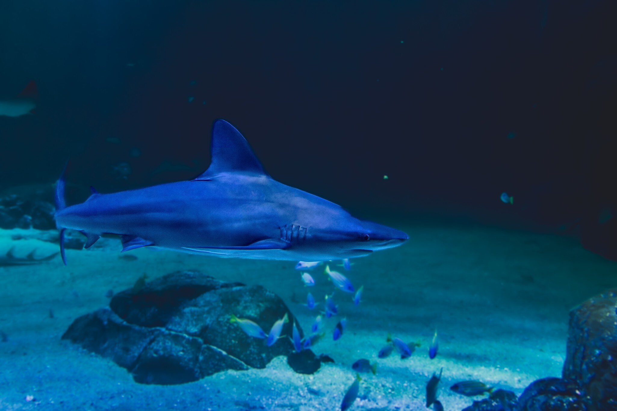 fish and marine animals from the Nausicaa aquarium in Boulogne sur mer; Shutterstock ID 2327679051;