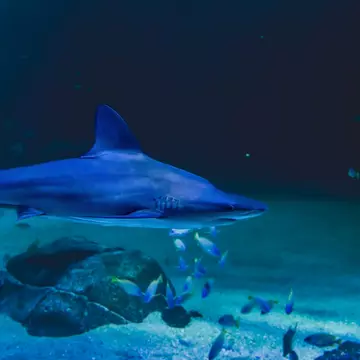 fish and marine animals from the Nausicaa aquarium in Boulogne sur mer; Shutterstock ID 2327679051;