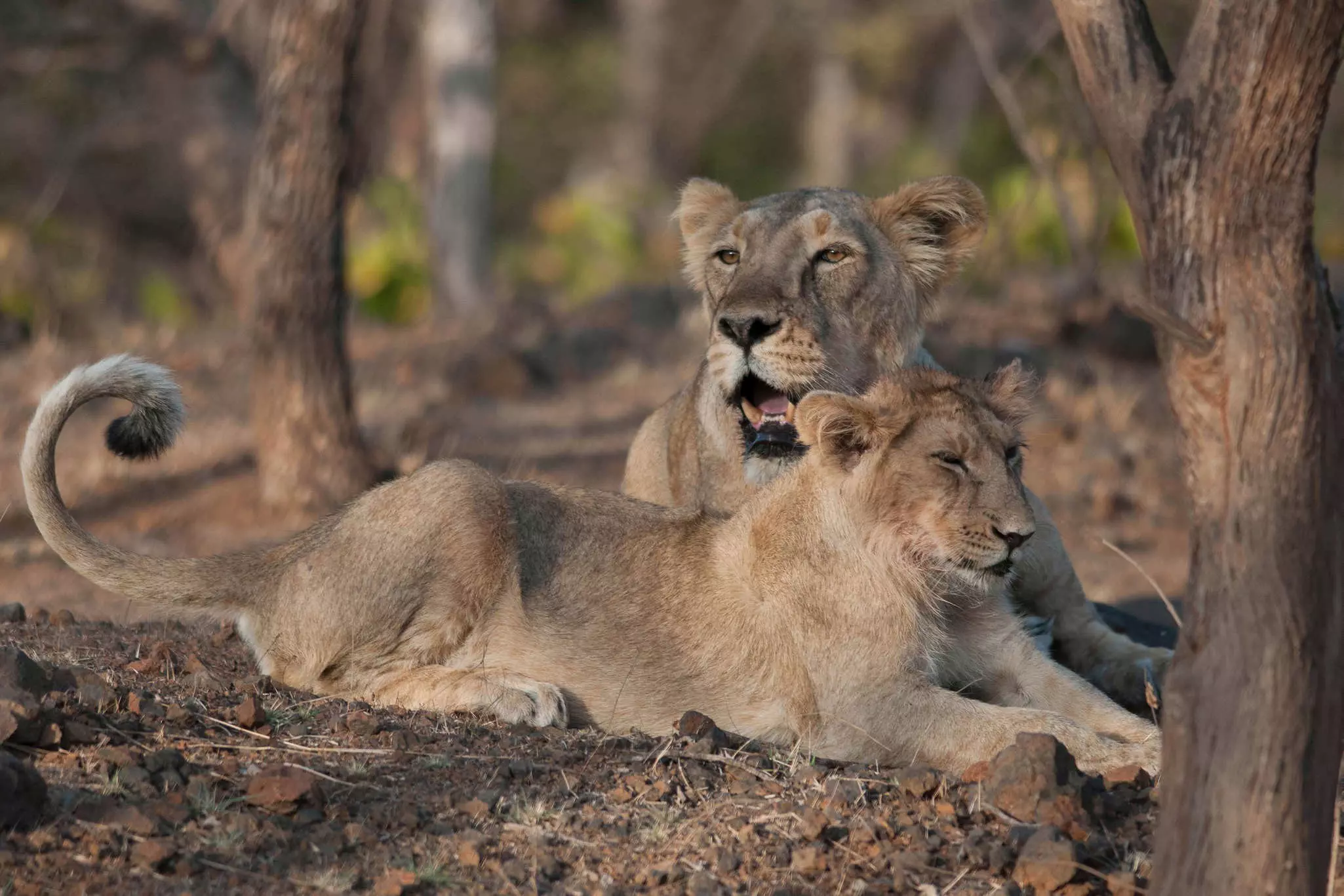 Asiatic lions at Gir National Park, Gujarat, India.