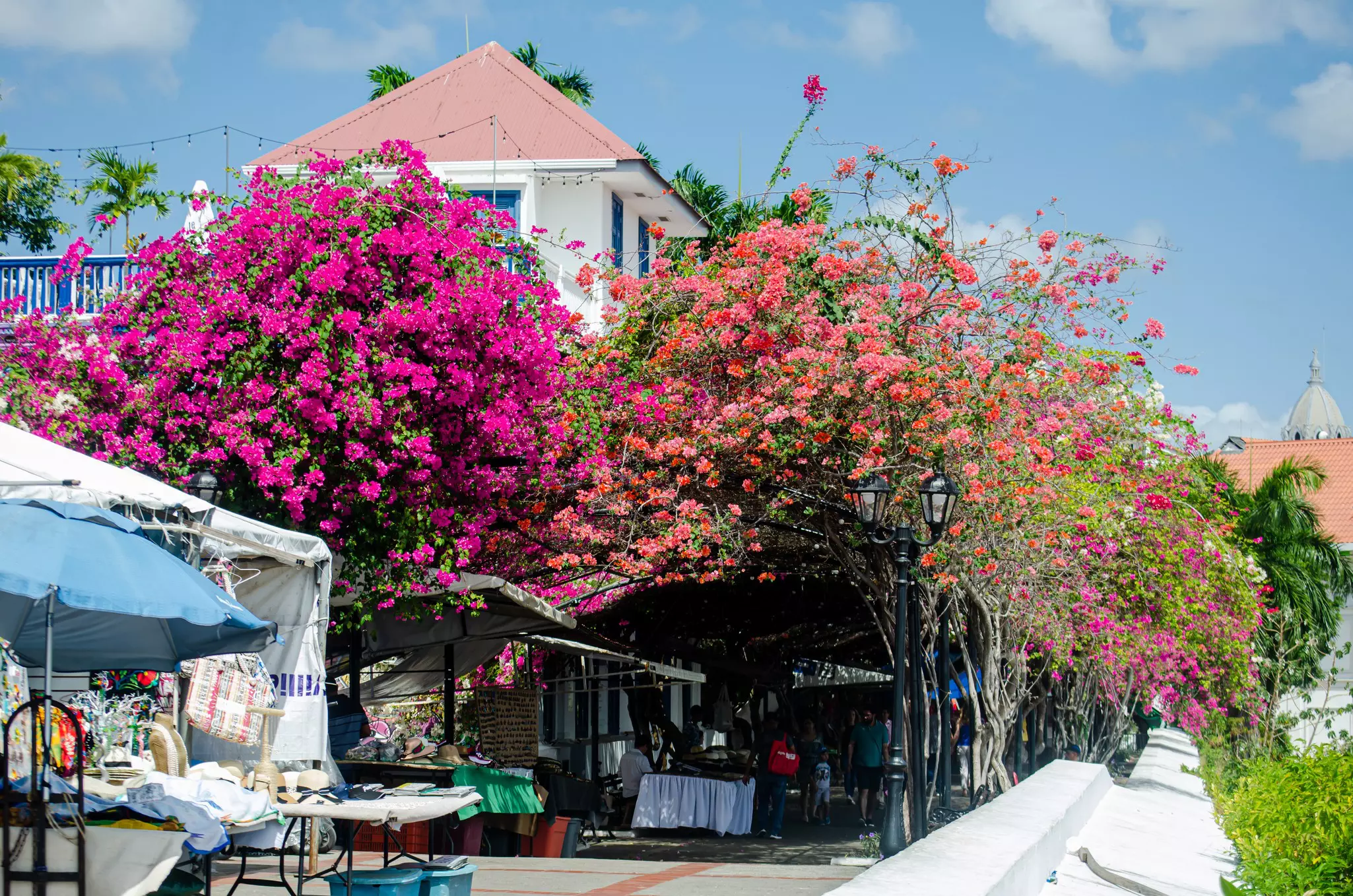 Red and magenta bougainvillea form a pergola over a walkway along a waterfront in a city. Stalls selling souvenirs are set up under the pergola.