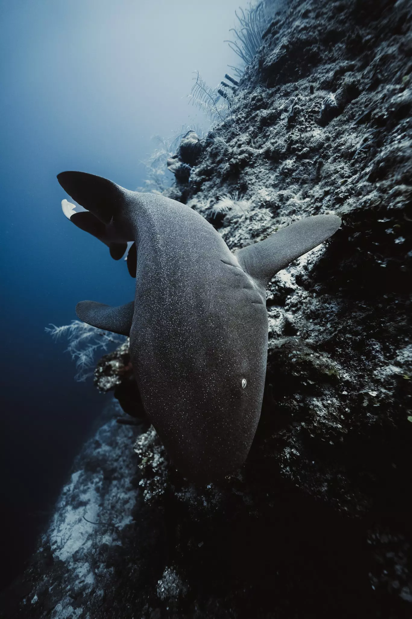 A gray nurse shark glides just above a reef.