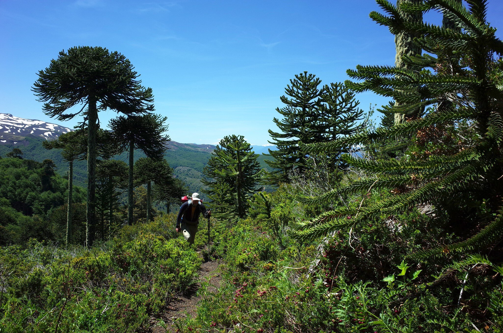 Man hiking Villarrica Traverse trail through Araucaria araucana forest (Monkey puzzle tree) on mountainside, Villarrica National Park, outdoor activity in Chile, Ecotourism in South America; Shutterstock ID 2055855779;
