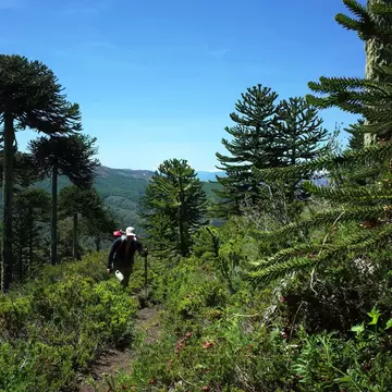 Man hiking Villarrica Traverse trail through Araucaria araucana forest (Monkey puzzle tree) on mountainside, Villarrica National Park, outdoor activity in Chile, Ecotourism in South America; Shutterstock ID 2055855779;