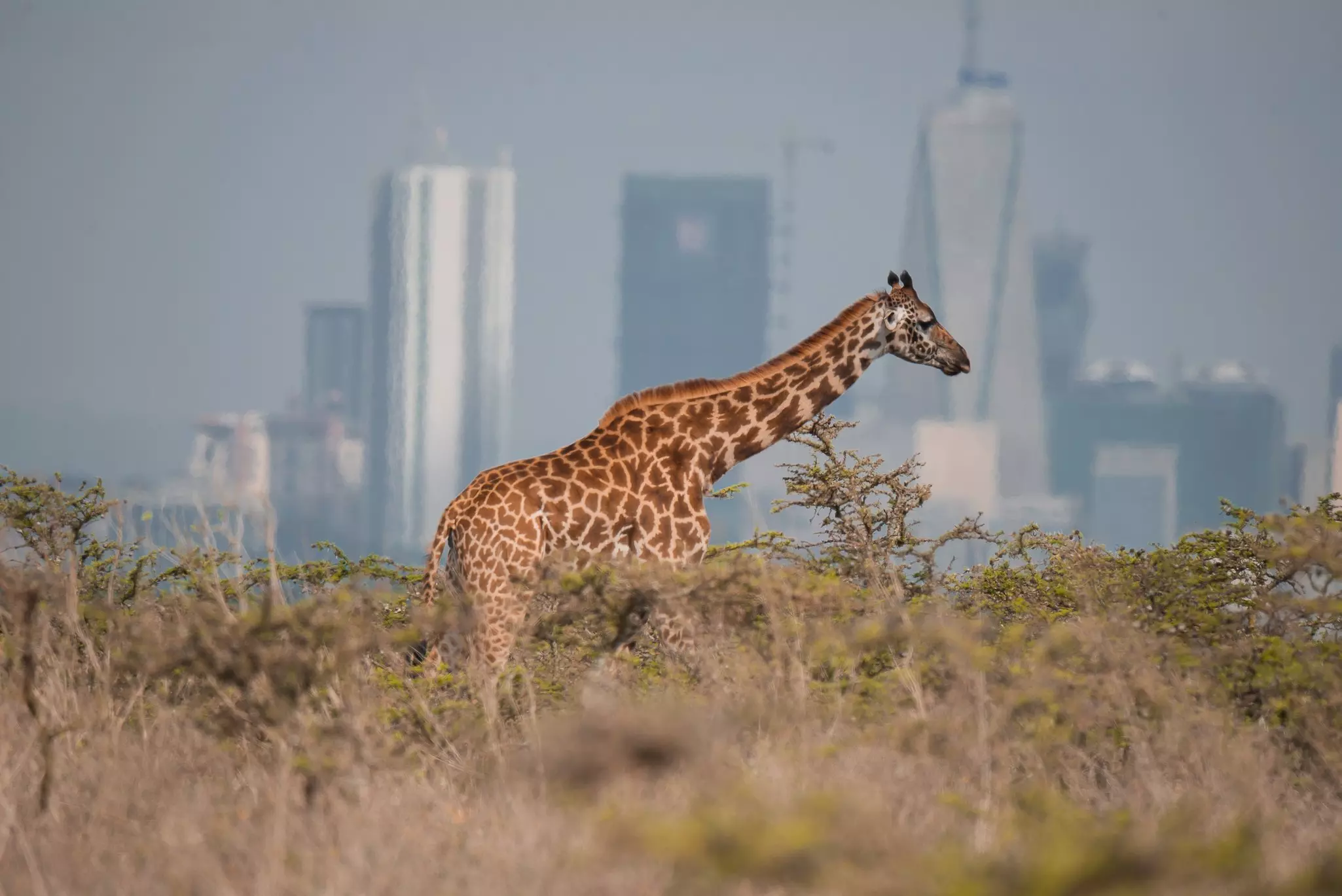 A giraffe wanders through thick grassland. A high-rise city skyline stands in the distance.