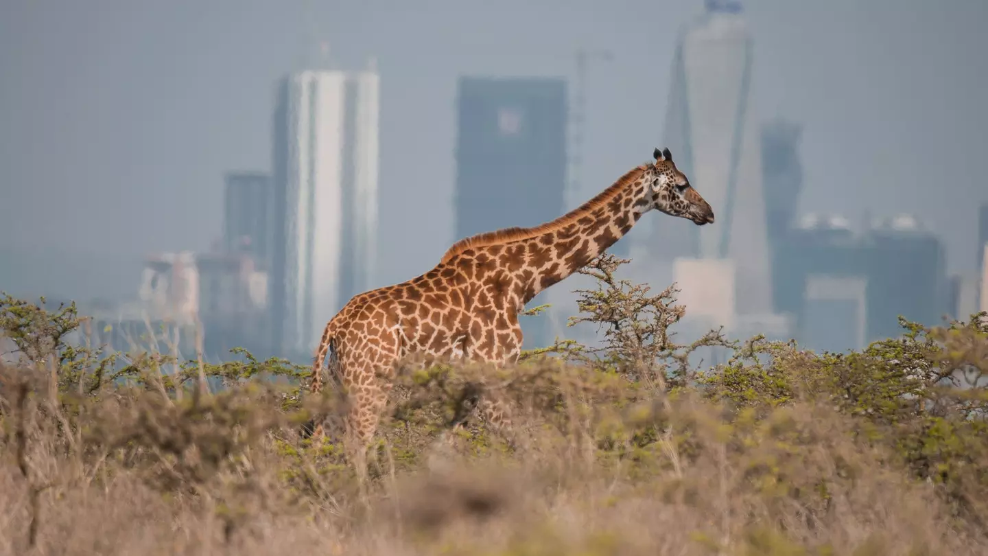 A giraffe wanders through thick grassland. A high-rise city skyline stands in the distance.