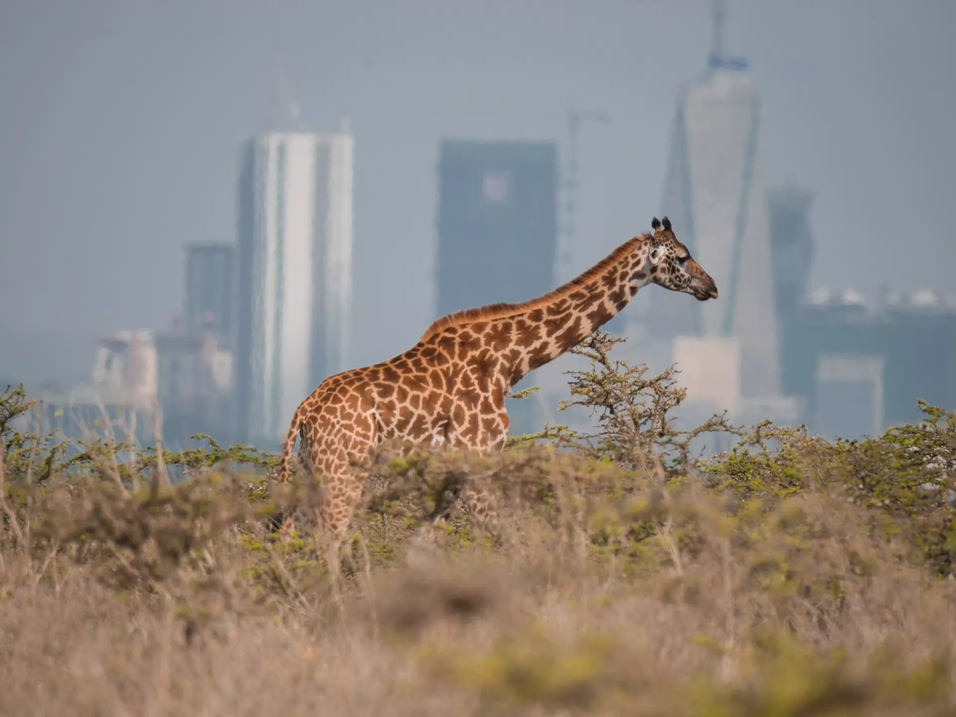 A giraffe wanders through thick grassland. A high-rise city skyline stands in the distance.