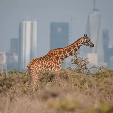 A giraffe wanders through thick grassland. A high-rise city skyline stands in the distance.