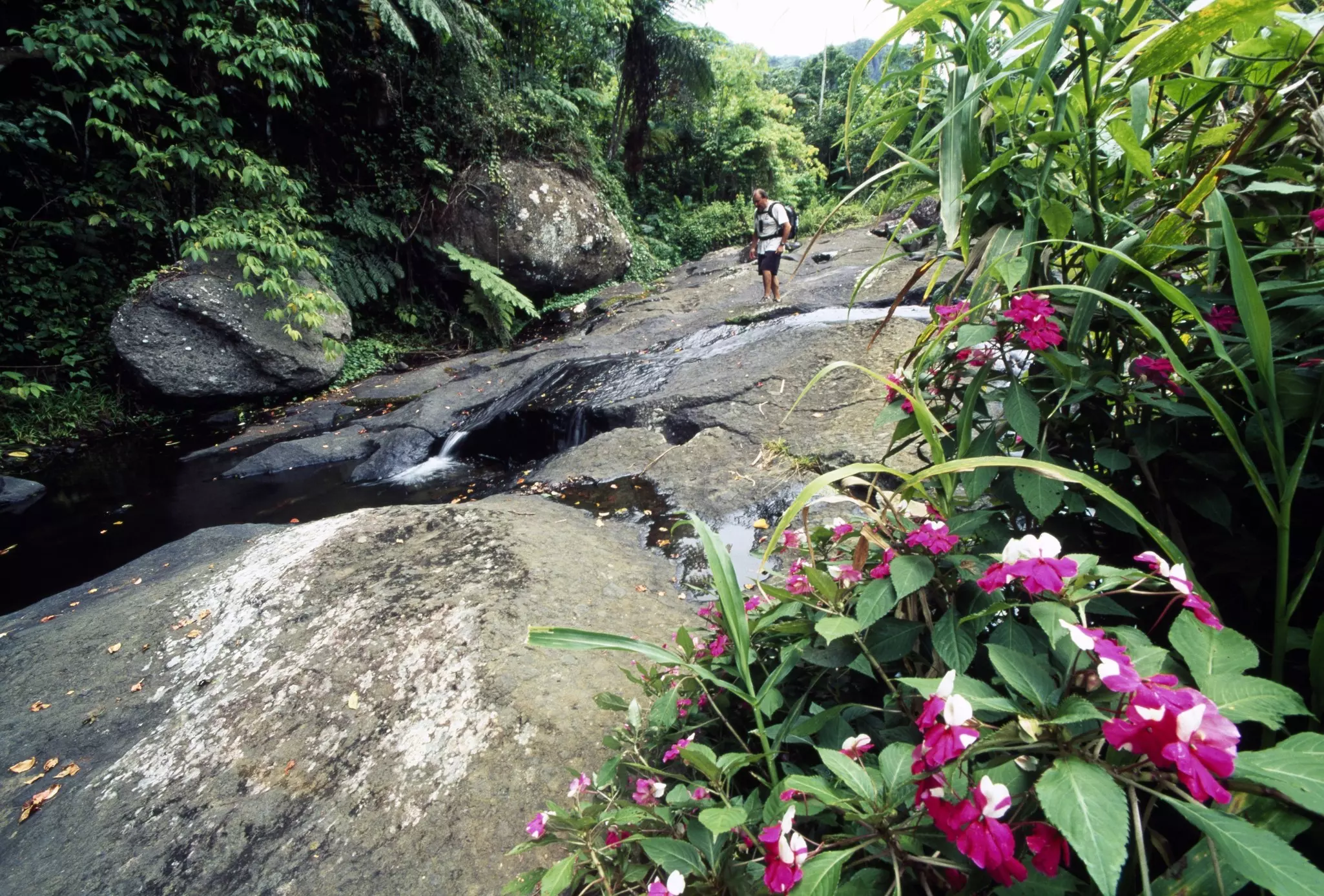 FIJI - JANUARY 11: Volcanic rocks in a subtropical forest, Koroyanitu National Heritage Park, Viti Levu Island, Fiji Islands. (Photo by DeAgostini/Getty Images)