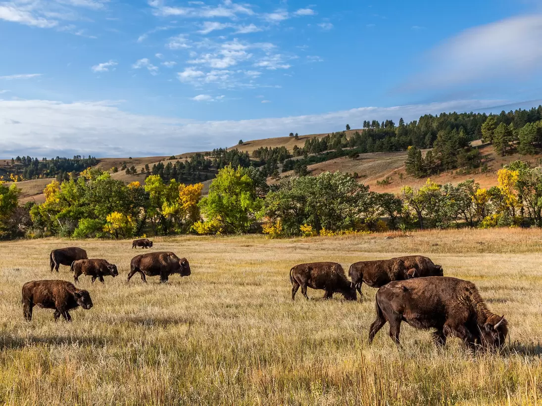 American buffalo herd in Custer State Park, South Dakota, USA