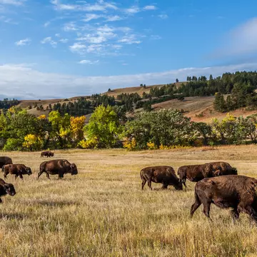 American buffalo herd in Custer State Park, South Dakota, USA