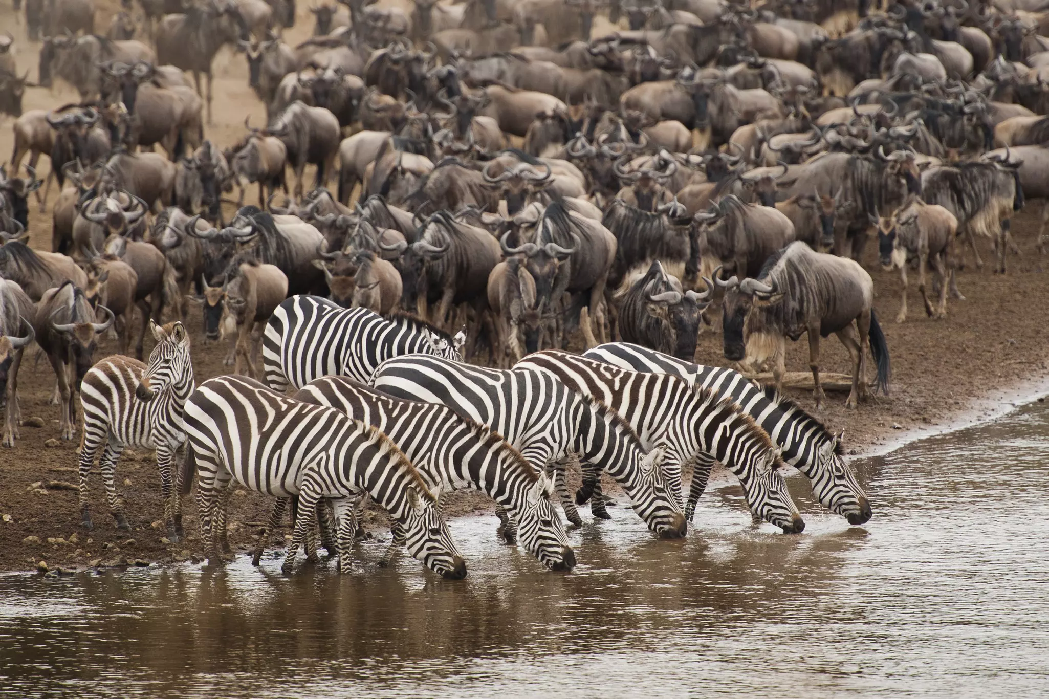 Zebras drink from the water of a river, with wildebeest grouped on the shore behind them.