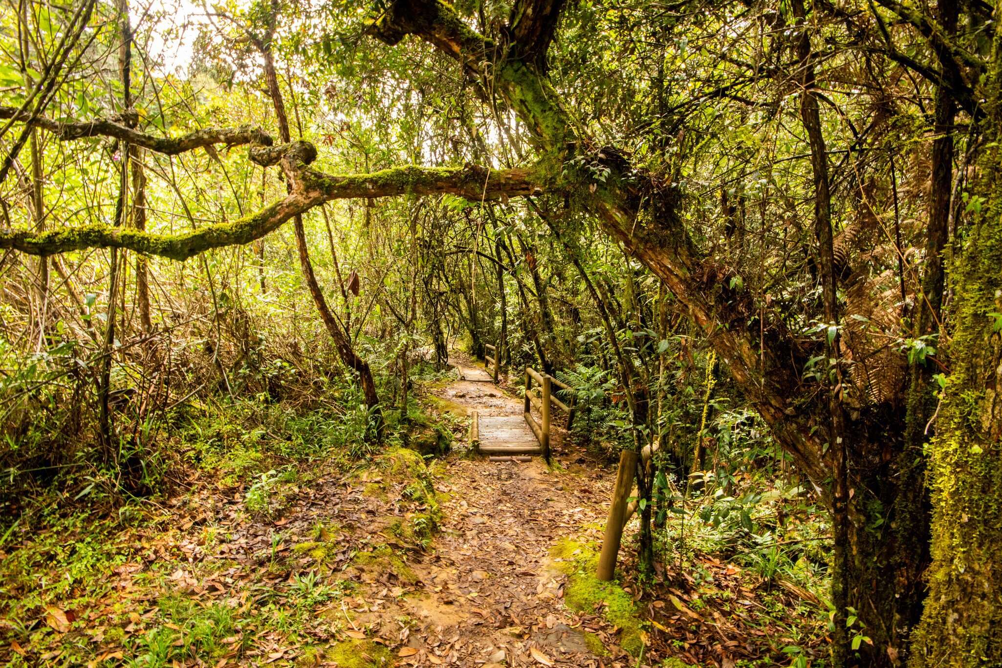 Narrow pathway within the forests of Parque Arvi in Medellin, Colombia.