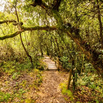 Narrow pathway within the forests of Parque Arvi in Medellin, Colombia.