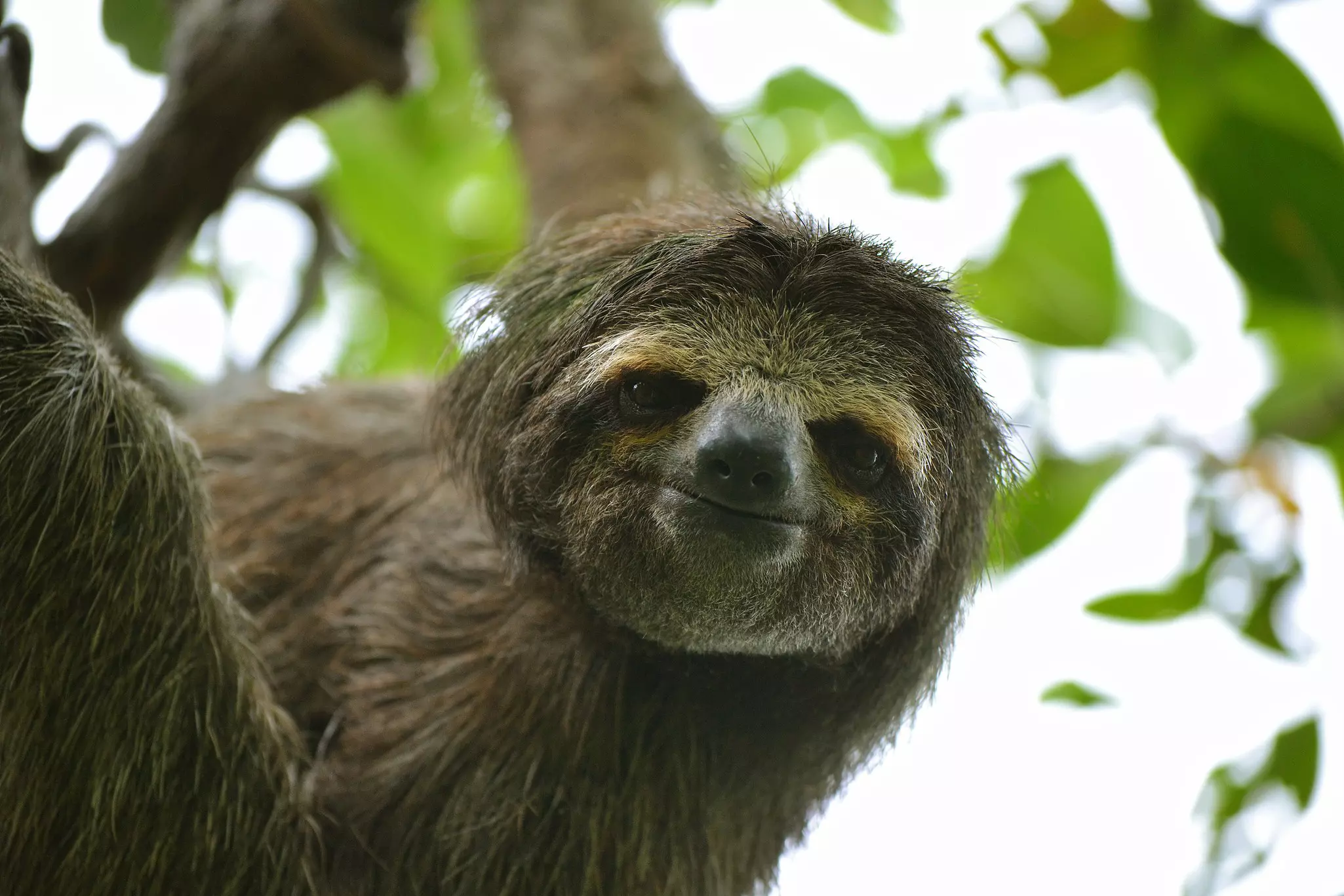 A sloth on Perezoso Island in Boscas del Toro, Panama.