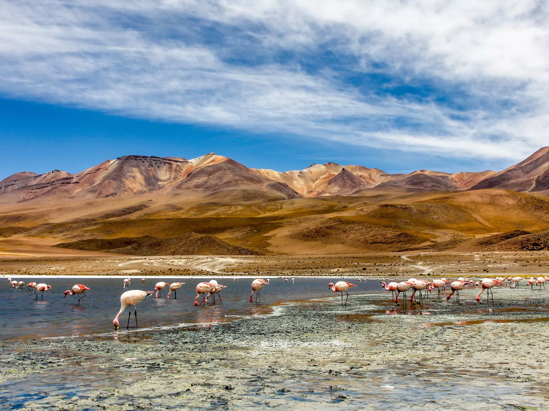 Flamingos on a lake in Southern Bolivia