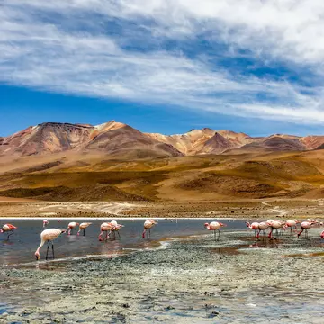 Flamingos on a lake in Southern Bolivia