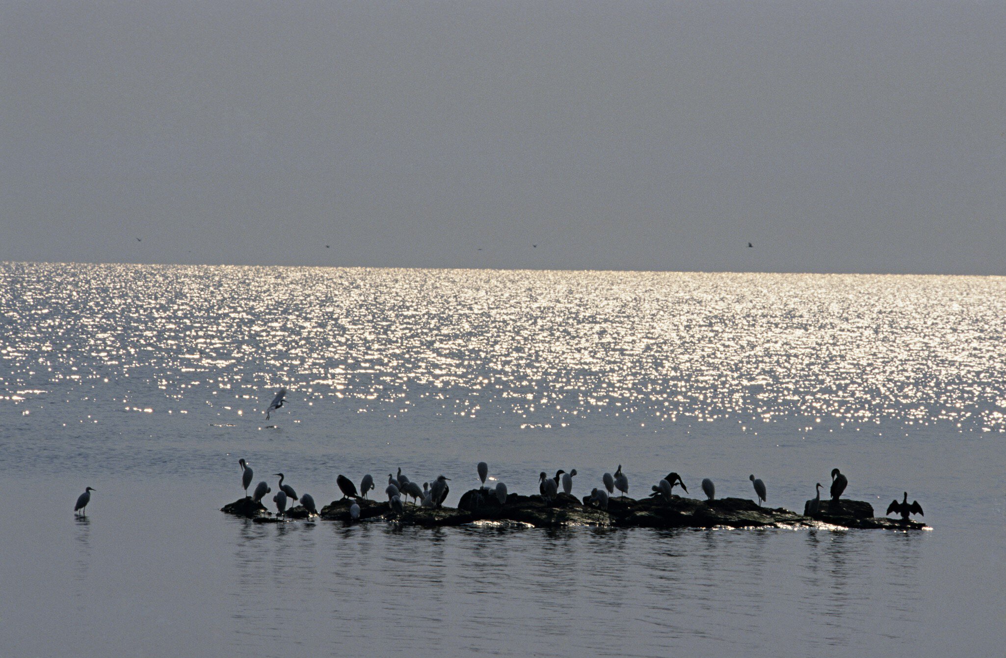 Silhouetted Little Egrets, Egretta garzetta, in Lake Victoria, Rubondo Island National Park, Tanzania
