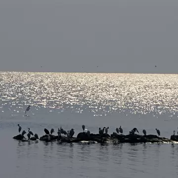 Silhouetted Little Egrets, Egretta garzetta, in Lake Victoria, Rubondo Island National Park, Tanzania