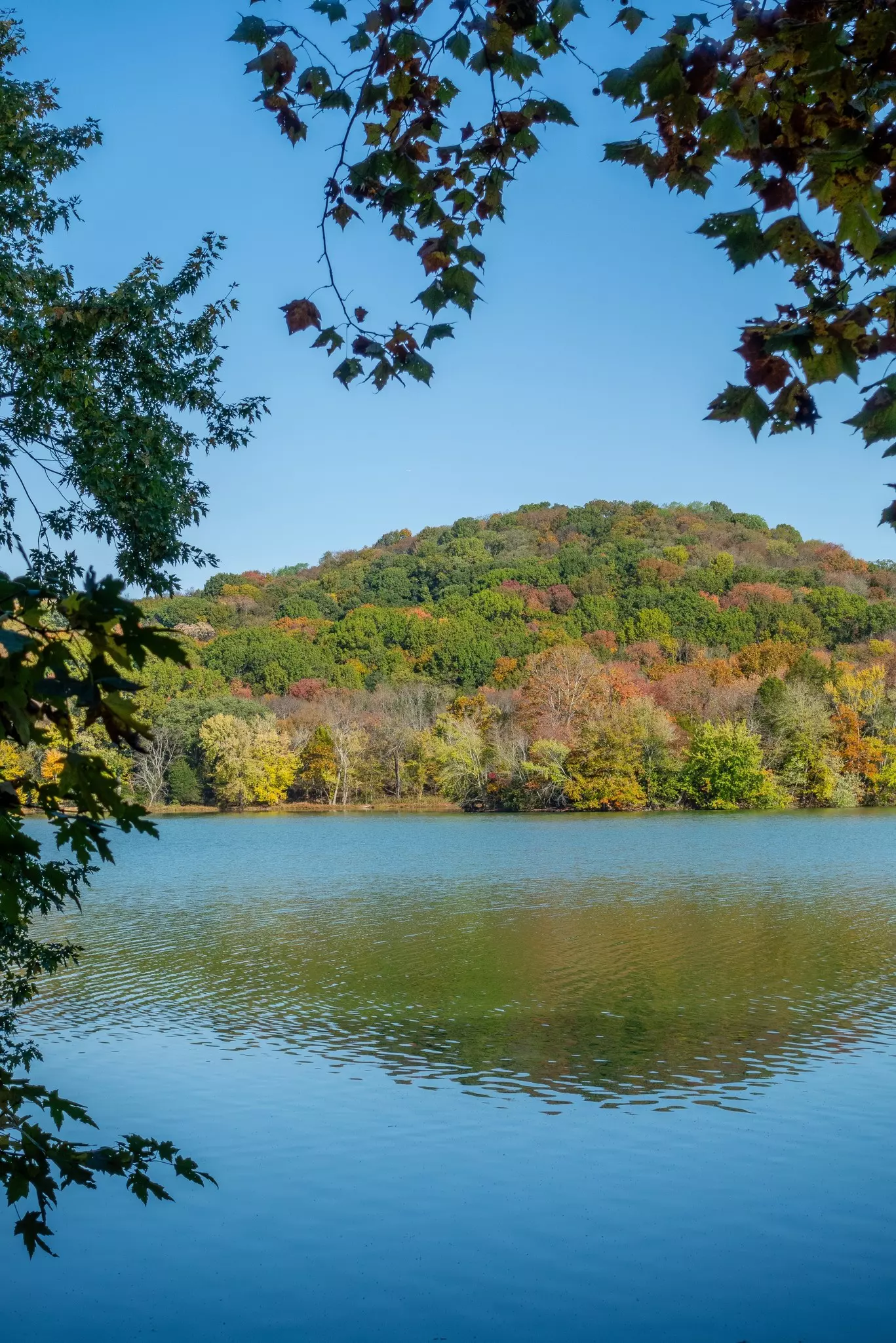 A lake with a low, forested hillside on a sunny, fall day. Some of the trees have lost their leaves; others are turning color.