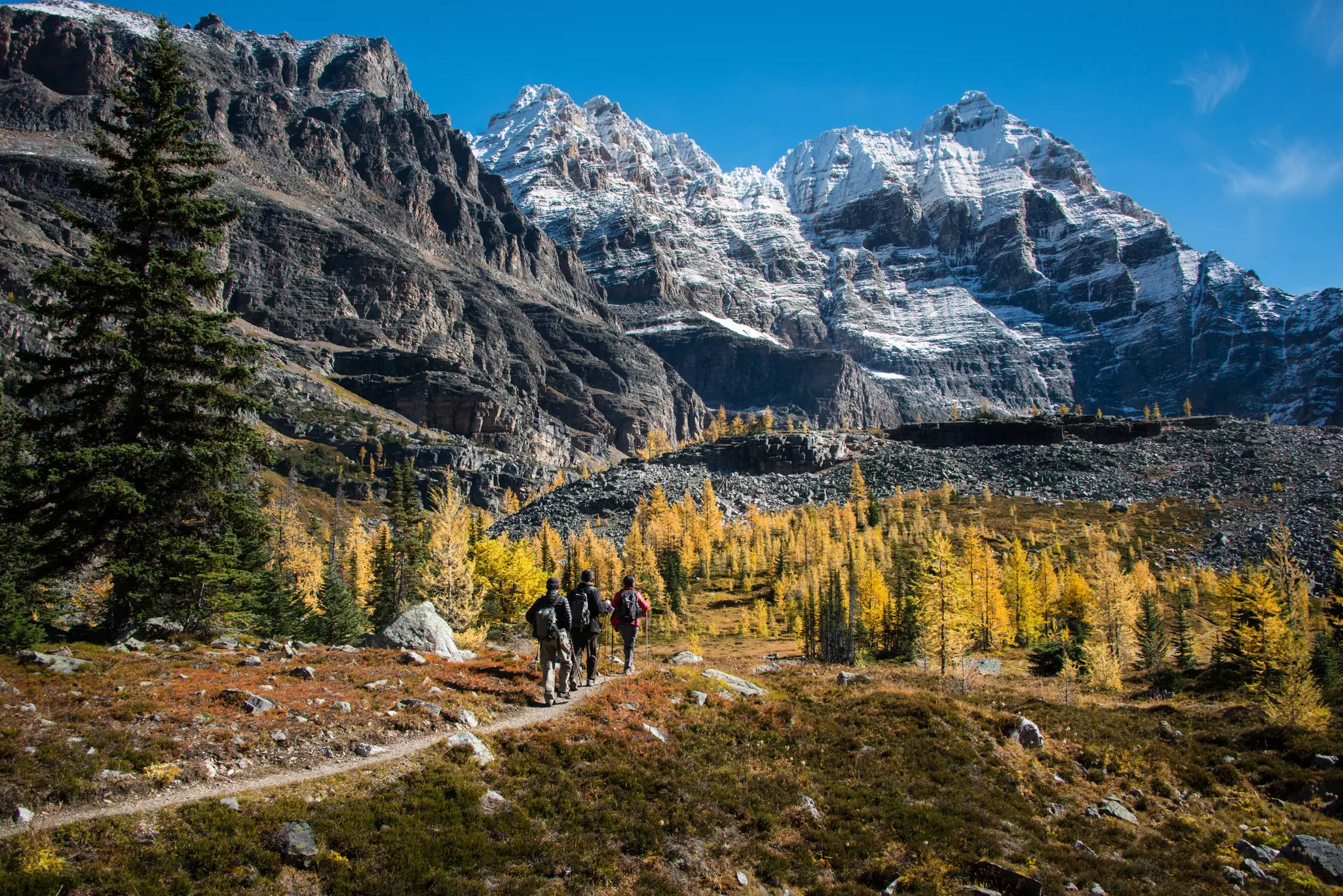 Three people hiking in Lake O'Hara Park in the fall, with golden trees nearby
