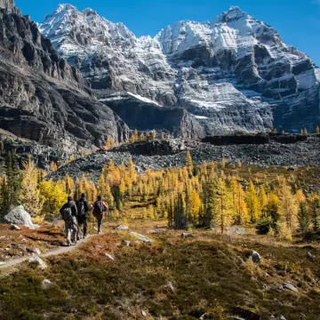 Three people hiking in Lake O'Hara Park in the fall, with golden trees nearby