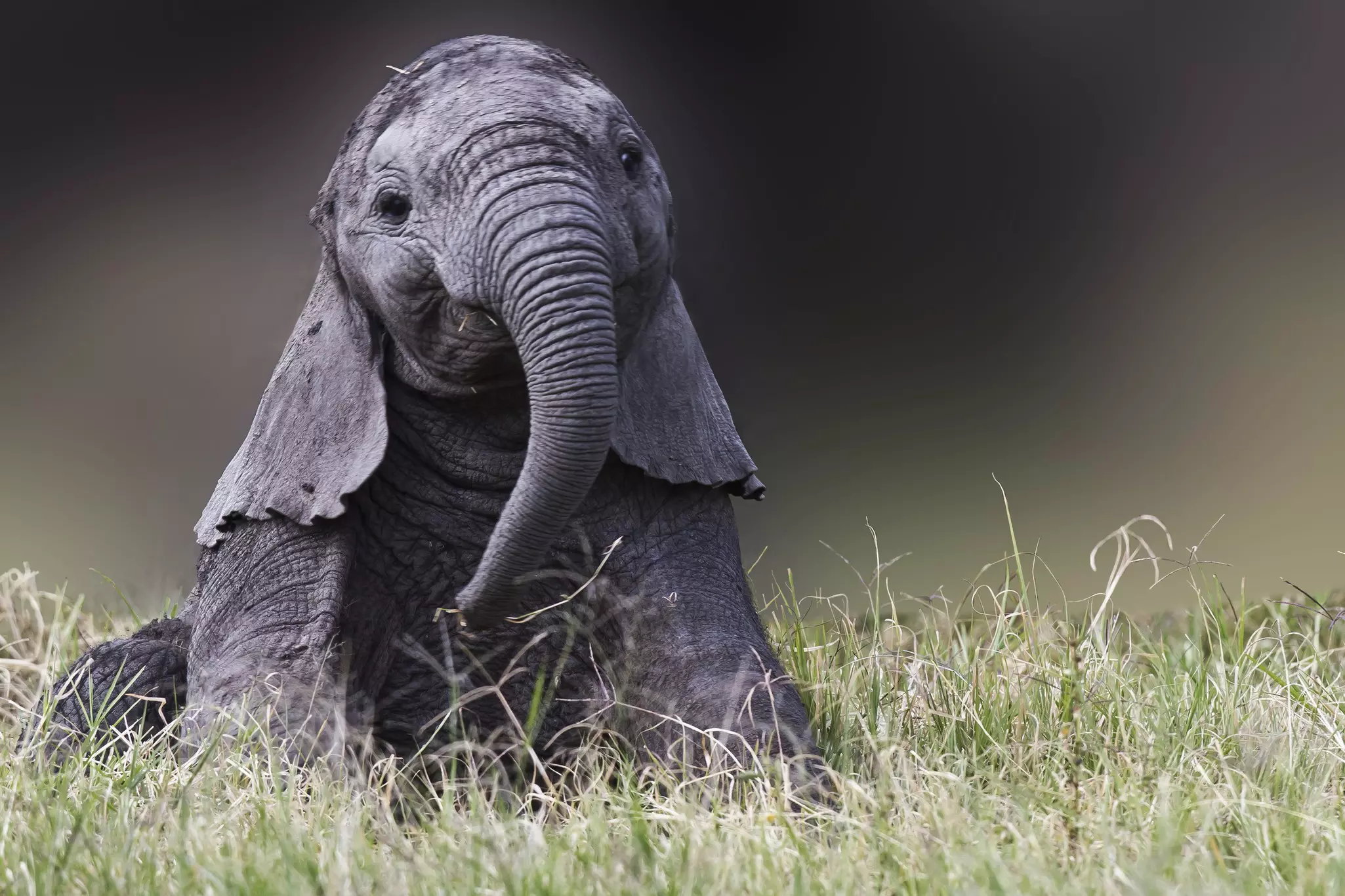 An elephant calf is able to walk within hours of birth © Manoj Shah / Getty Images
