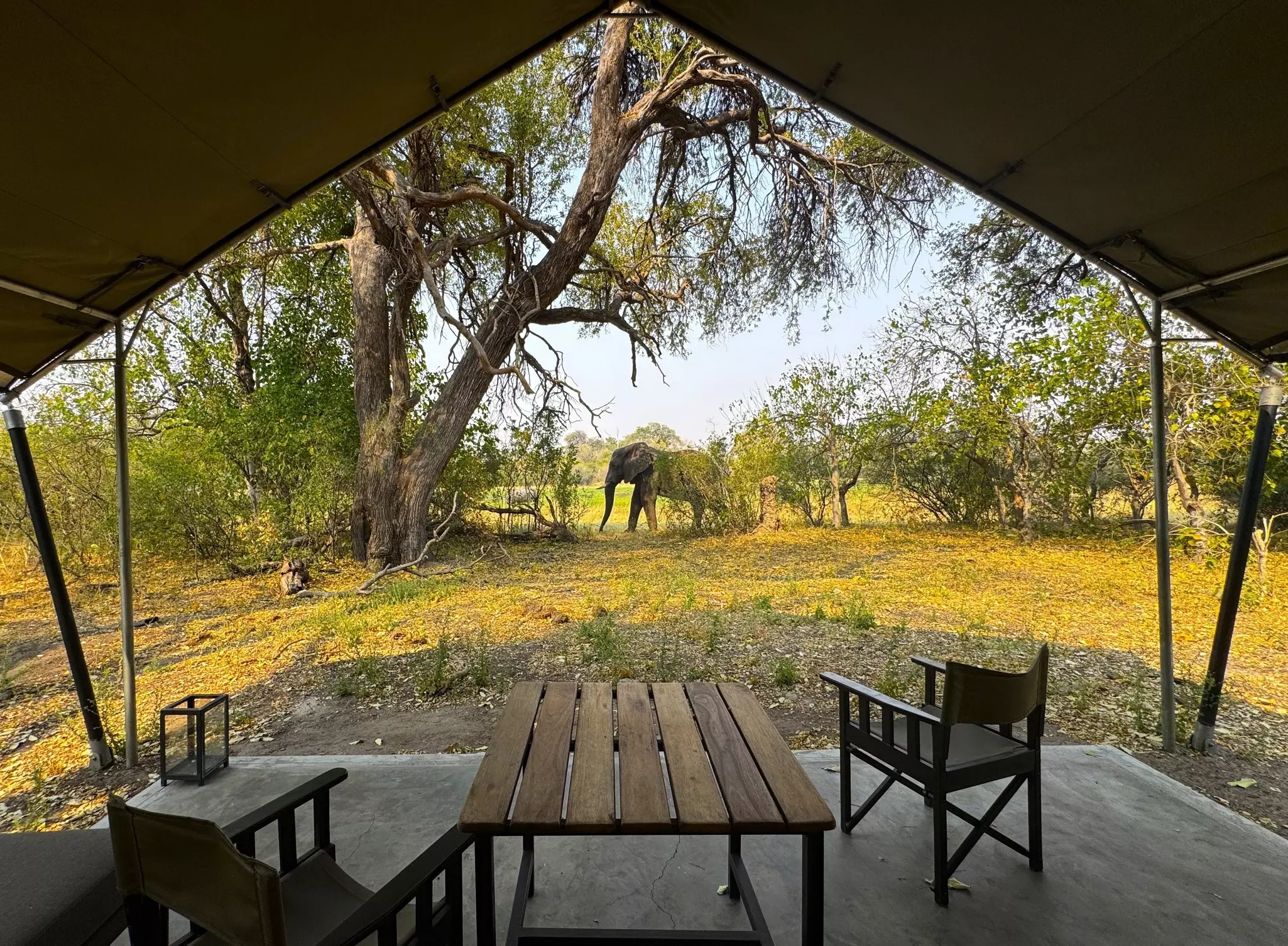 An elephant in grassland passes by the small terrace of a tented camp.