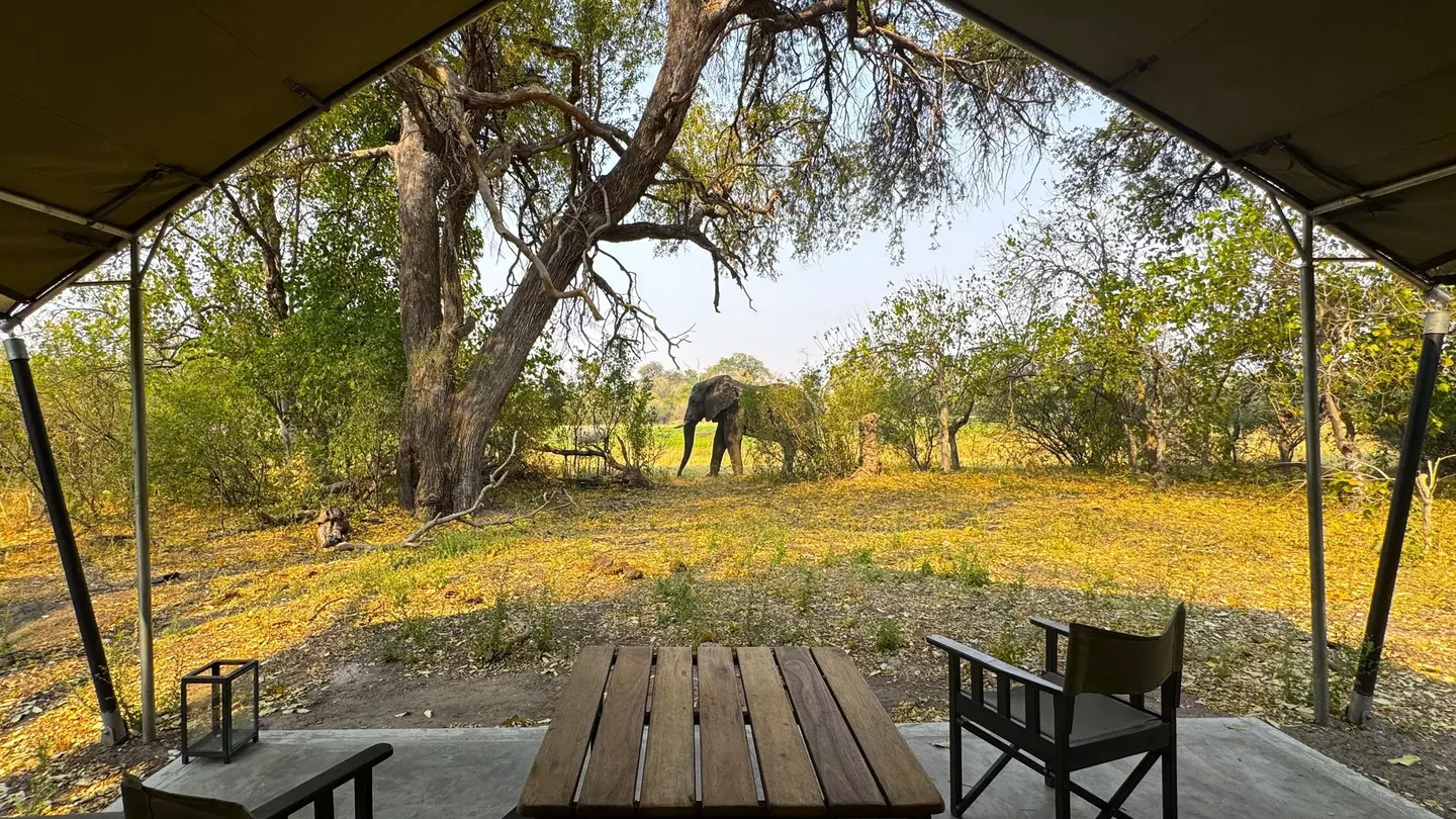 A view of an African elephant from a safari tent in the Okavango Delta in Botswana, with a table and chair in the foreground.
