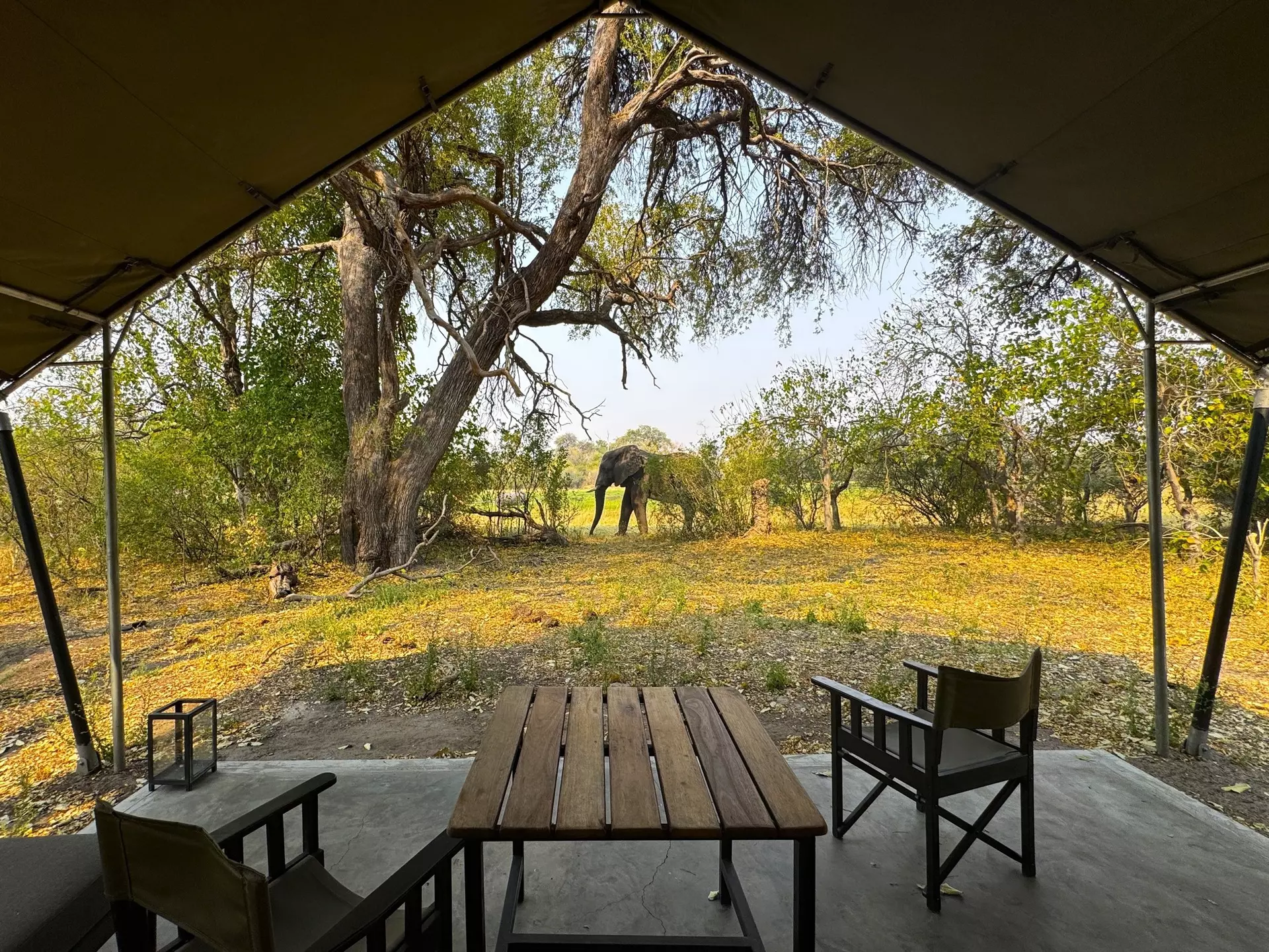 A view of an African elephant from a safari tent in the Okavango Delta in Botswana, with a table and chair in the foreground.