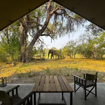 A view of an African elephant from a safari tent in the Okavango Delta in Botswana, with a table and chair in the foreground.