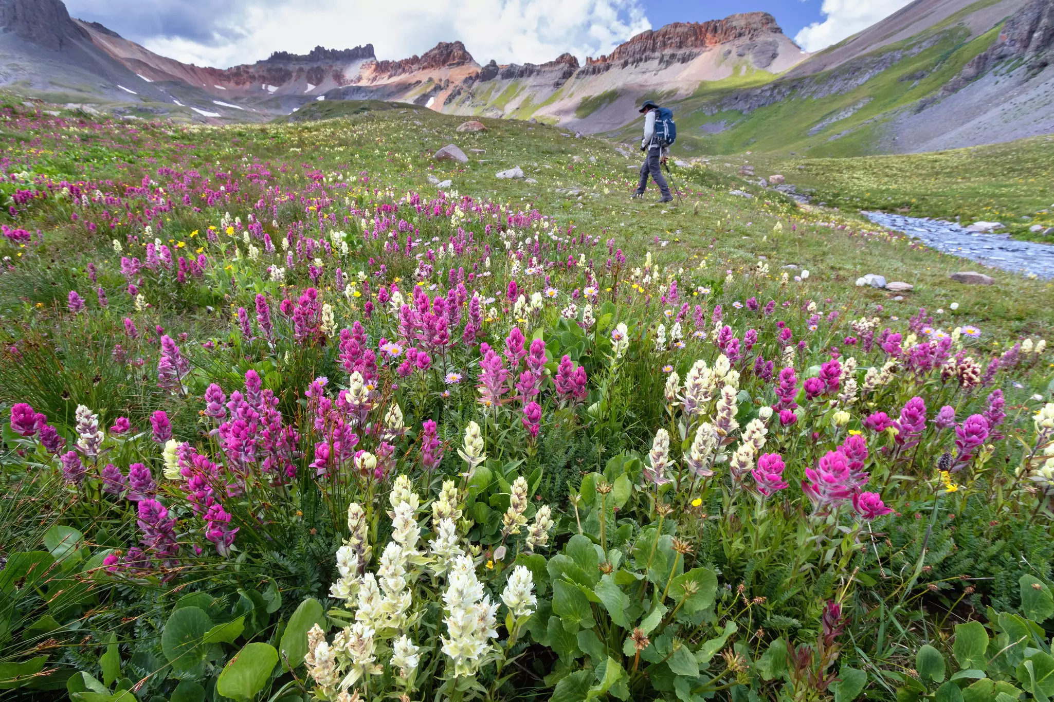 Purple and white wildflowers cover a hillside near a river. A hiker follows a nearby trail.