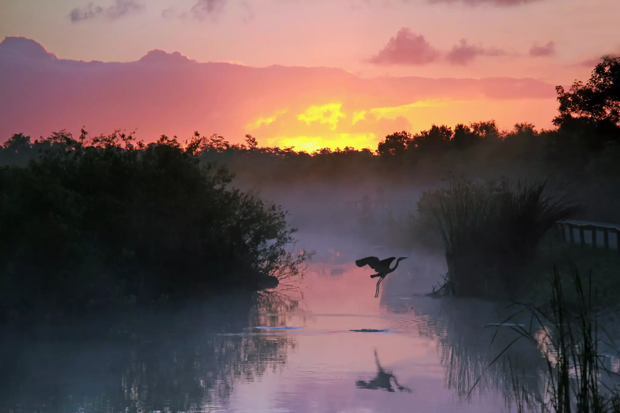 A heron in silhouette takes off from a pond as the sun rises