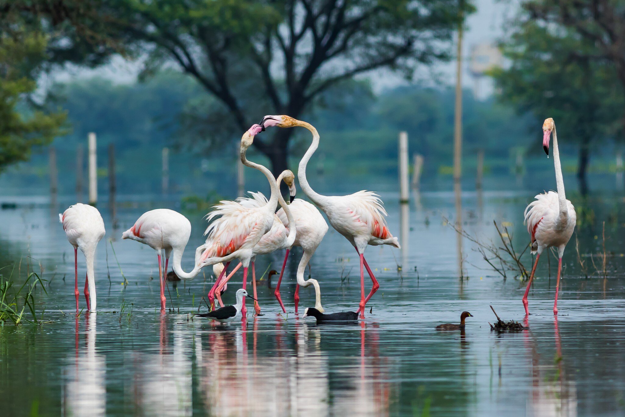Flamingos in Keoladeo National Park, Bharatpur, Rajasthan, India.