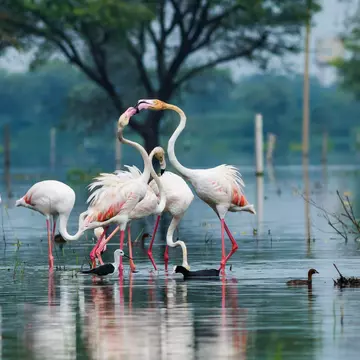 Flamingos in Keoladeo National Park, Bharatpur, Rajasthan, India.